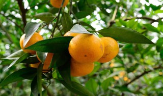 柑橘类的水果有哪些 柑橘类的水果简述