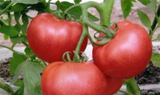 没熟的青西红柿能吃吗 没熟的青西红柿是否能吃