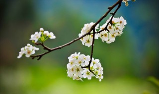 春暖花开的句子 短 表达春暖花开的句子