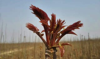 香春芽怎样存放的久点 存放香春芽的几种办法