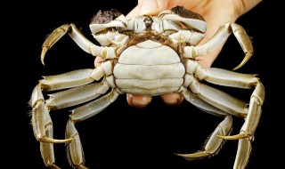 24小时之内死了的螃蟹能吃吗 死了的螃蟹能吃吗
