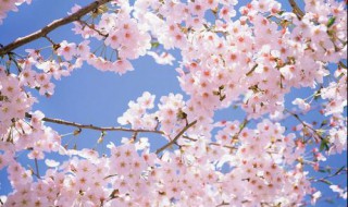 日本的国花是什么 日本的国花简述