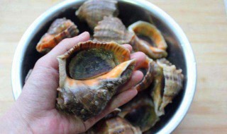 海螺的煮制方法 海螺的正确煮法是什么