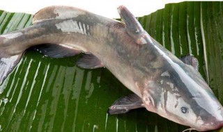清江鱼的营养价值及功效与作用 清江鱼的营养价值及功效与作用是什么