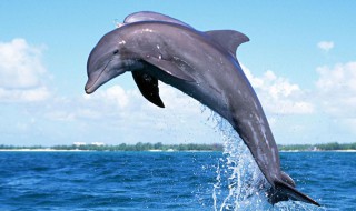 海豚简介 鲸类水生哺乳动物海豚简介