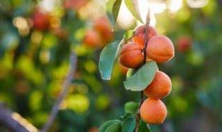 梦到吃杏子是什么意思 梦到吃杏子代表了什么