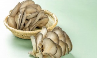 炒平菇的做法 炒平菇的做法是什么