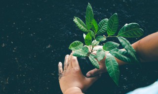 双子叶单子叶植物怎样区分 怎么分辨双子叶植物和单子叶植物