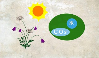二氧化碳是有机物吗 二氧化碳是不是有机物