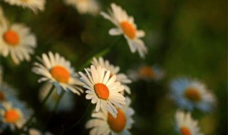 菊花象征着什么意义 菊花象征意义简单介绍