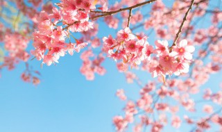 关于樱花的浪漫诗词 关于樱花的浪漫诗词有哪些