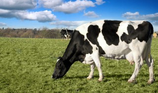 奶牛有公母之分吗 奶牛分公母的吗