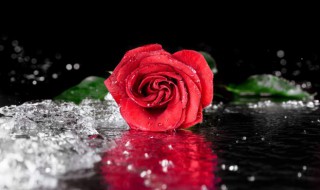玫瑰花花语和寓意 关于玫瑰花的花语介绍