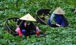 水墨菱塘短文中的菱角有什么特点 水墨菱塘短文中的菱角有哪些特点