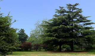 松树的寓意象征是啥 关于松树的寓意介绍