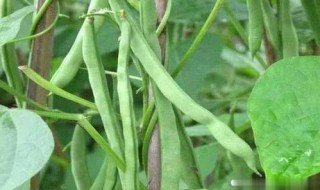 芸豆的水肥管理技术 怎么养殖