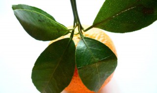 橘叶功效与作用 具体有哪些用处