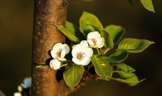 梨树的花期管理 5个环节都非常重要