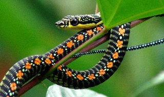 七盘花蛇是什么蛇 你知道是什么吗
