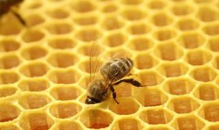 长期服用蜂胶的危害 女性长期服用蜂胶有什么危害