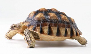 冠背龟的寿命 冠背龟能活多长时间
