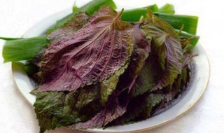 紫苏叶的功效与作用及食用方法 紫苏叶的功效及食用方法介绍