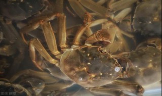 活螃蟹保存10天方法 如何把活螃蟹保存10天