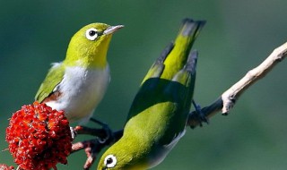 关于鸟的优美句子 关于鸟的优美句子有哪些