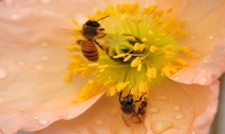 吃花粉有什么好处 吃花粉的好处是什么