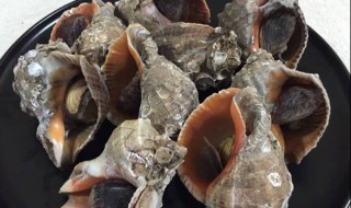 海螺要煮多久才熟 海螺烹饪的时间是多久才能熟