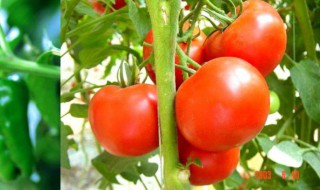 西红柿像什么比喻句 西红柿的比喻句