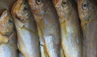 黄花鱼干的腌制方法 腌制黄花鱼干的方法