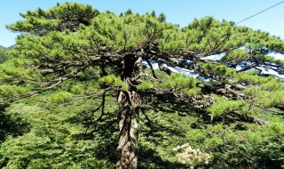 松树的精神是什么从松树中可以悟出什么道理 关于松树的精神和道理