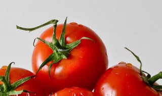 番茄的拼音 番茄是什么