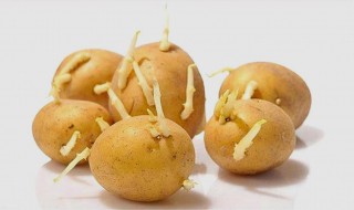 土豆发芽了怎么办 土豆发芽了处理方法