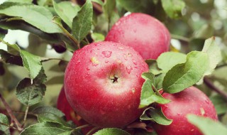 苹果是什么季节成熟 苹果有什么营养价值