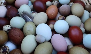 蛋的组词有哪些 蛋组词有哪些呢