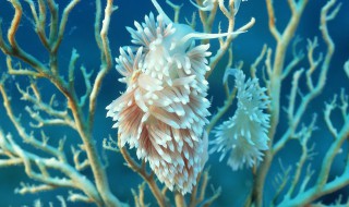 海底的珊瑚像什么 海底的珊瑚像什么呢