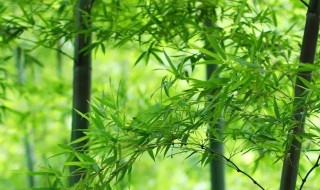 竹子的品质有哪些 竹子的品质介绍