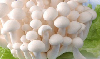 白玉菇的做法 需要什么材料