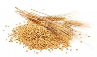 麦芽的作用及禁忌 麦芽的功效