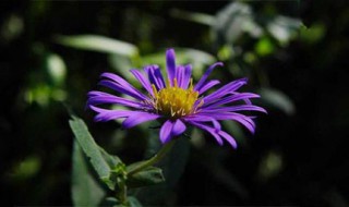 紫苑功能和作用 紫苑是什么