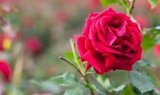 重瓣红玫瑰功效与作用 重瓣红玫瑰功效作用
