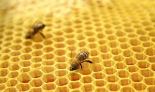 糖尿病吃蜂胶有害处吗 有什么作用