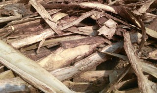 榆树根皮的功效与作用 榆树根皮有妙用