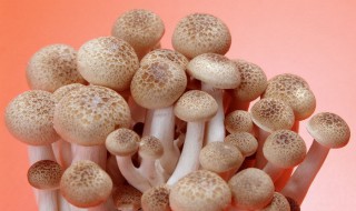蘑菇的营养价值及功效 蘑菇功效是什么