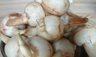 慈菇功效与作用 慈菇有什么作用
