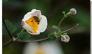 野棉花根的功效与作用 野棉花根有什么功效作用