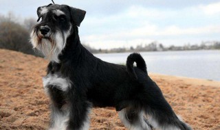 雪纳瑞犬的寿命 雪纳瑞犬的寿命多长