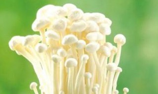 金针菇功效与作用禁忌 金针菇有什么作用与食用禁忌